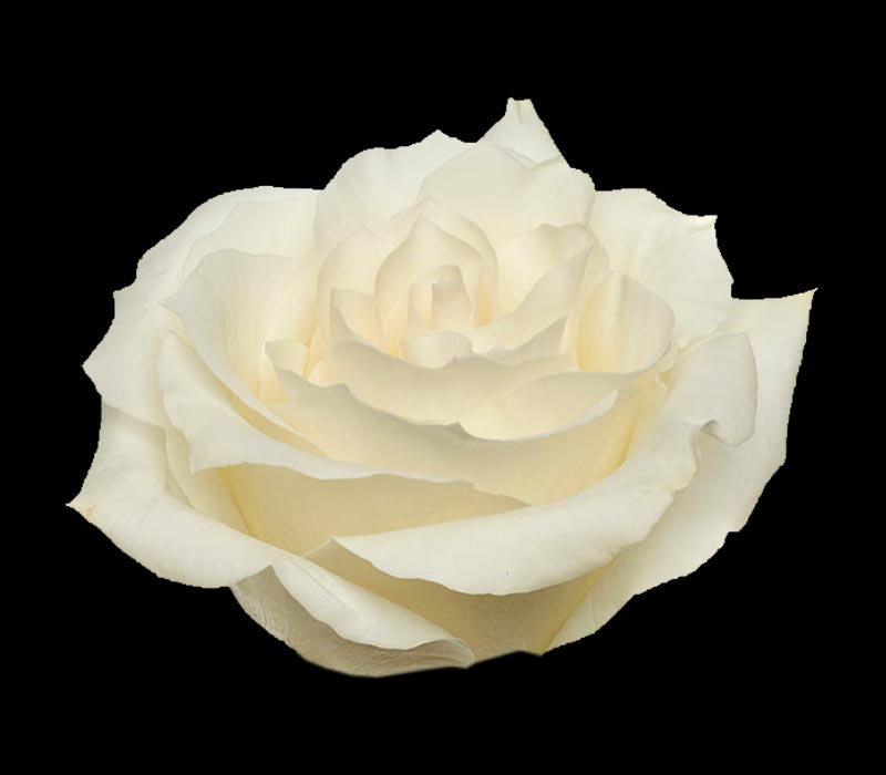 SNOW BLISS COLOMBIAN ROSE