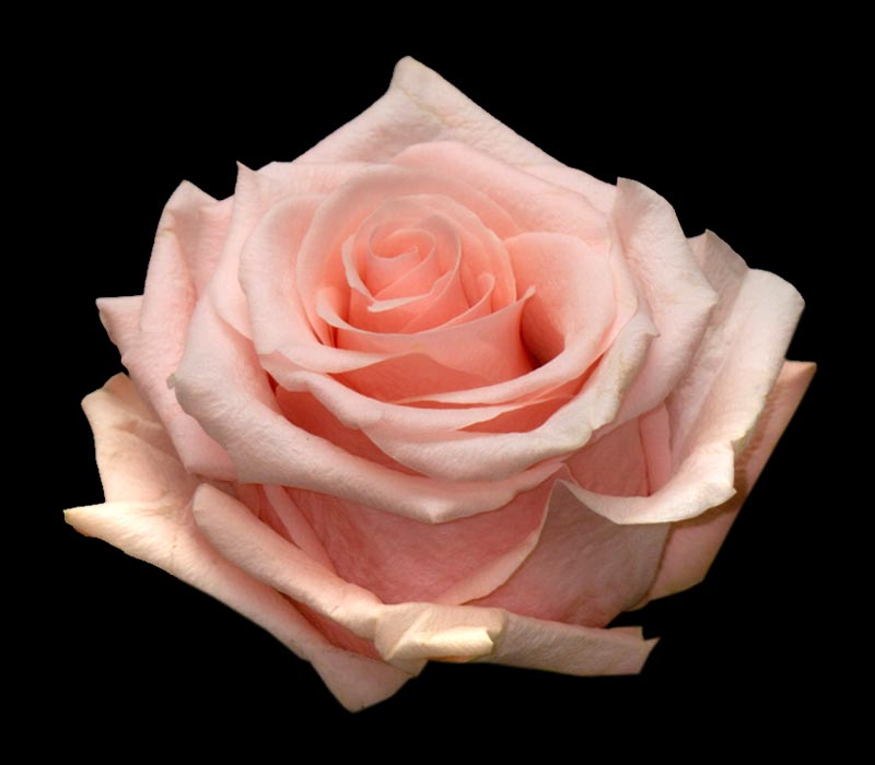BE SWEET COLOMBIAN ROSE
