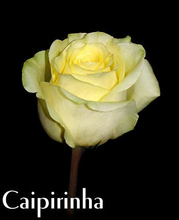 CALOUNDRA FLORIST COLOMBIAN ROSE CAIPIRINHA