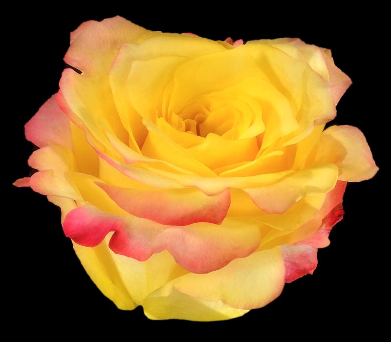 HOT MERENGUE COLOMBIAN ROSE