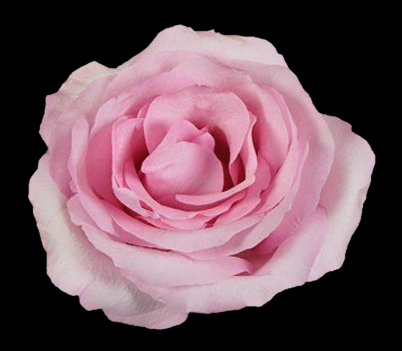 MILLENIAL PINK COLOMBIAN ROSE